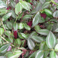 Tradescantia coltivazione e cura