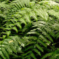 Woodwardia coltivazione e cura