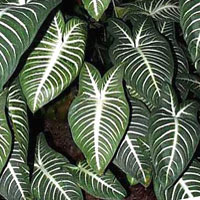 Xanthosoma coltivazione e cura