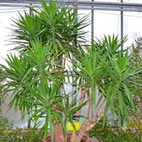 Yucca coltivazione e cura