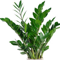 Zamioculcas coltivazione e cura