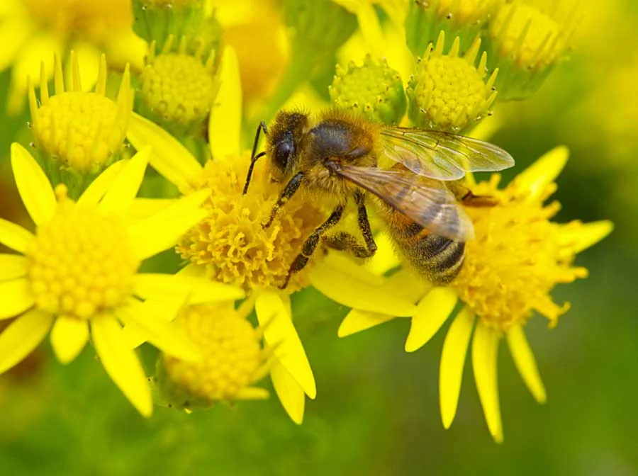 Ape operaia intenta a raccogliere nettare su un fiore in giardino.