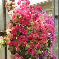 Bouganville, pianta da esterno da fiore, coltivazione e cura