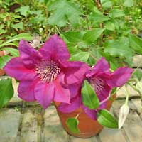 Clematis, pianta da esterno da fiore, coltivazione e cura
