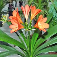 Clivia, pianta da esterno da fiore, coltivazione e cura