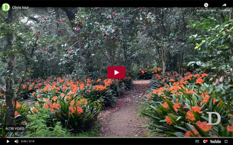 Bosco di clivia