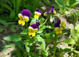 I fiori di primavera da esterno per balcone e giardino