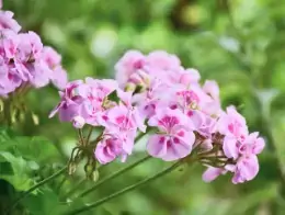 Coltivare e prendersi cura del geranio