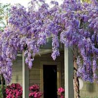 Glicine, pianta da esterno da fiore, coltivazione e cura