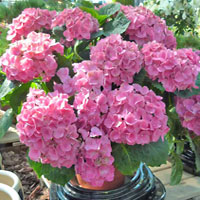 Ortensia, pianta da esterno da fiore, coltivazione e cura