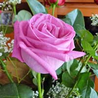 Rose, come prendersene cura: una guida sulla loro coltivazione