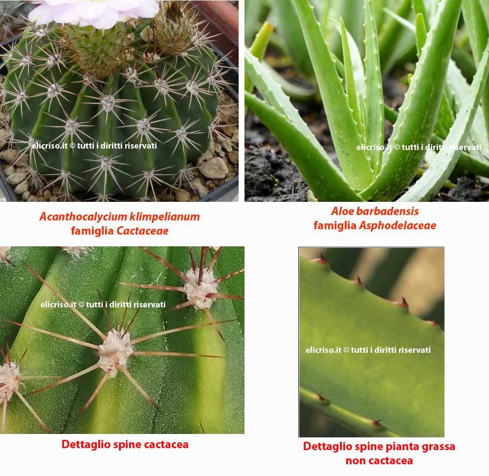 Come riconoscere una pianta grassa da una cactacea