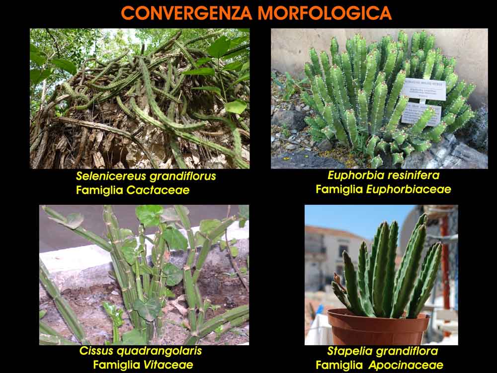 Evoluzione convergente o convergenza morfologica