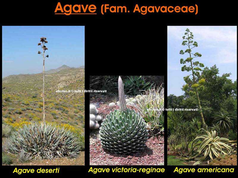 Specie diverse di Agave