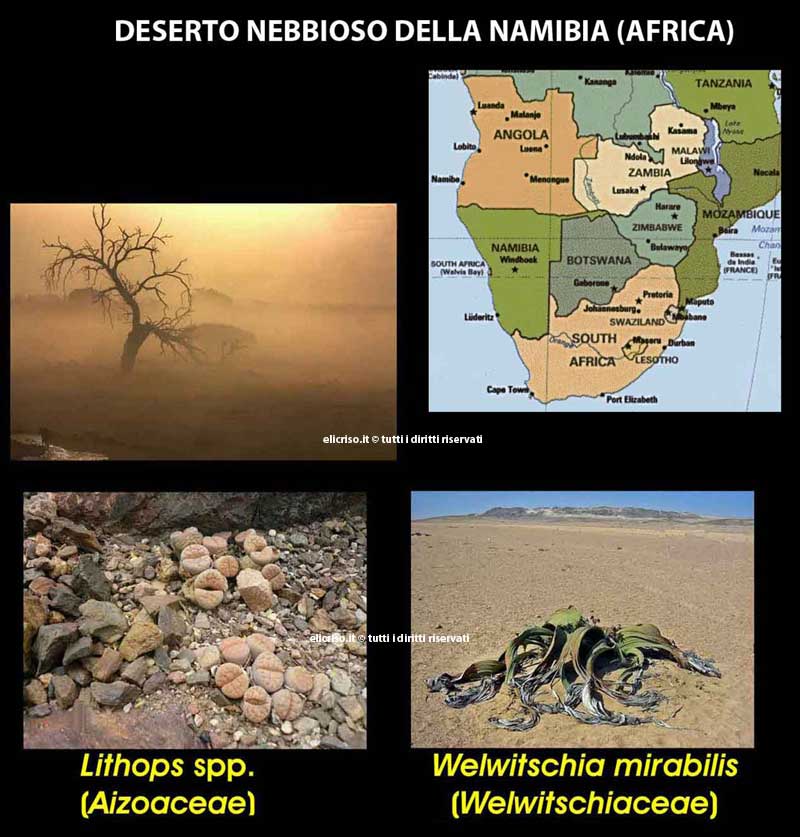 Deserto della Namibia