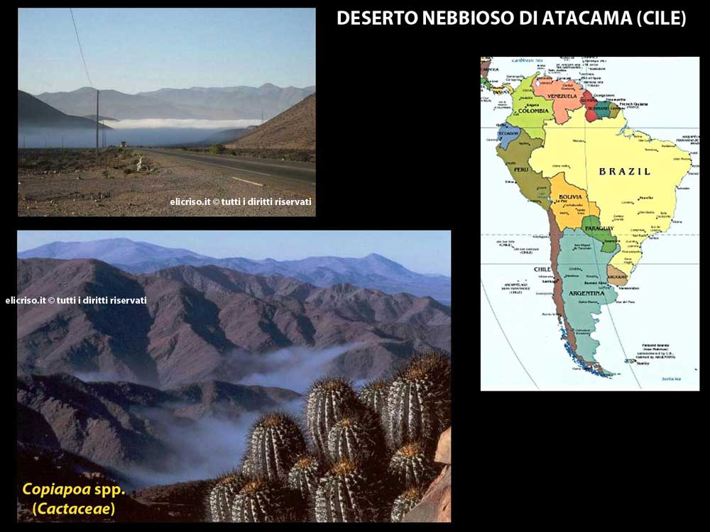 Deserto nebbioso Atacama in Cile