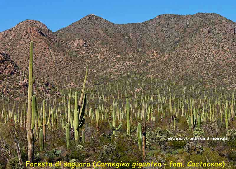Foreste di saguaro