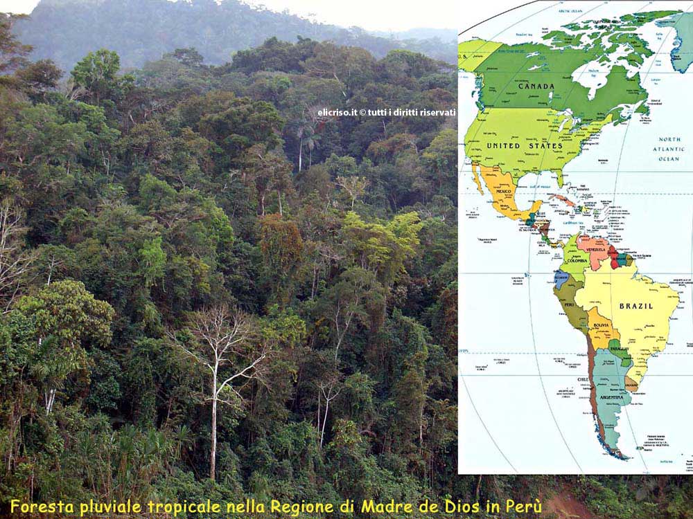 Piante grasse delle foreste pluviali