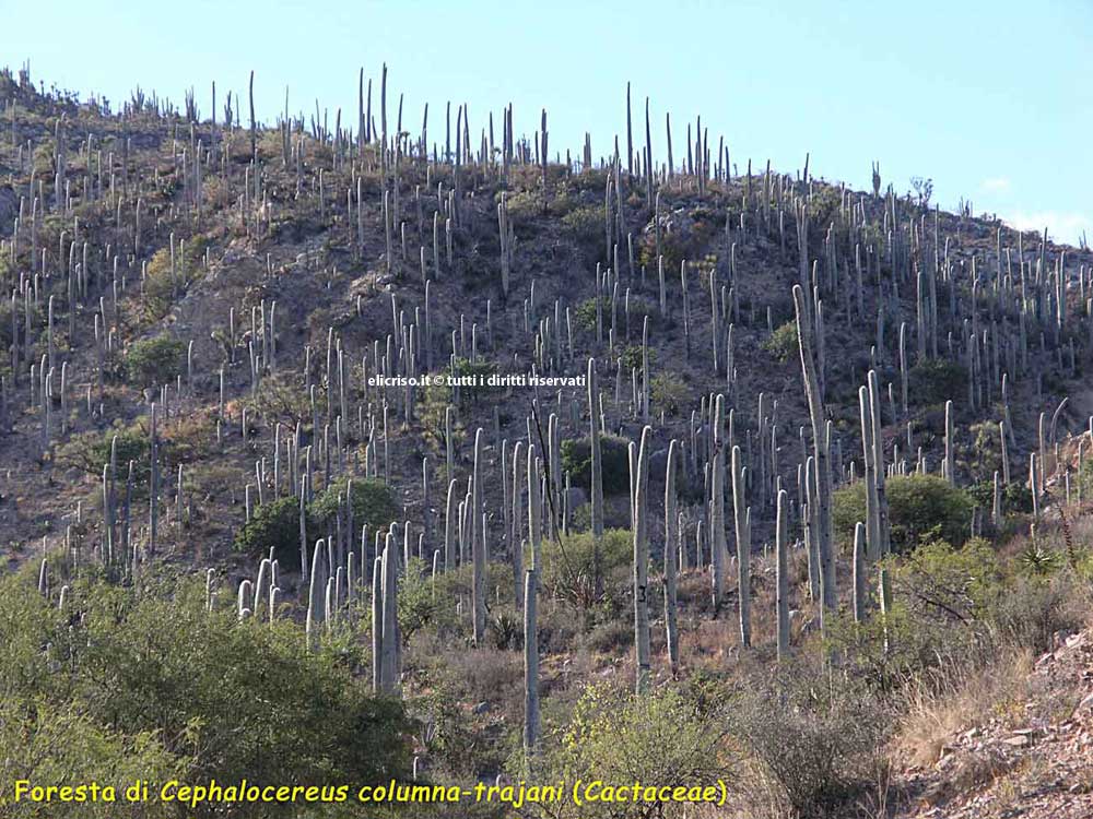 Foreste di cephalocereus