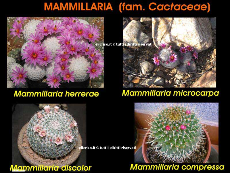 Diverse specie di Mammillaria