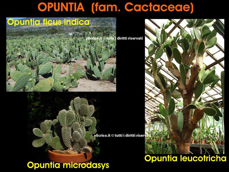 Diverse specie di Opuntia