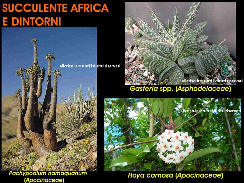 Piante grasse dell'Africa