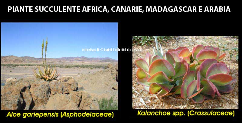 Piante grasse dell'Africa