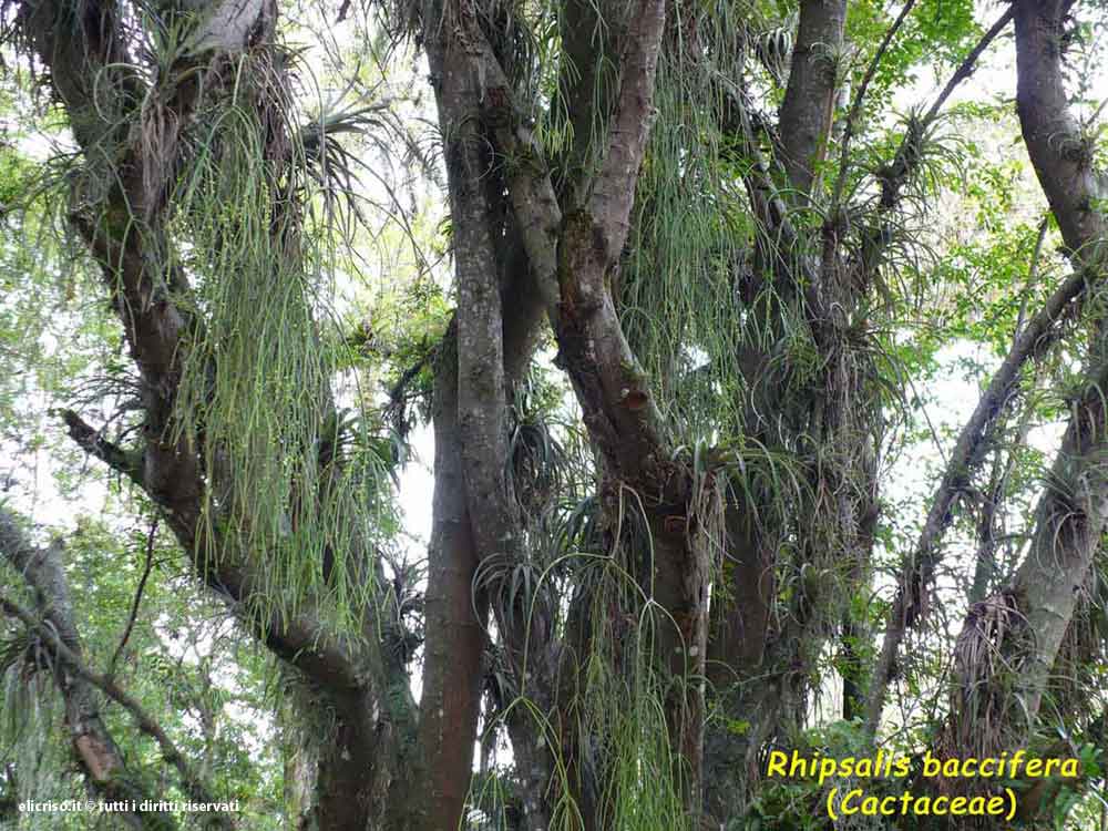 Rhipsalis baccifera
