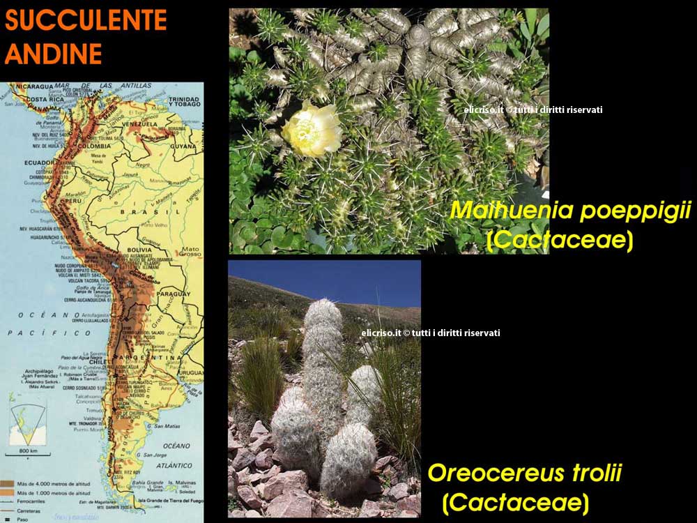 Piante grasse delle zone delle Ande