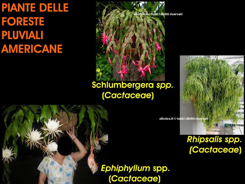 Piante grasse delle foreste pluviali