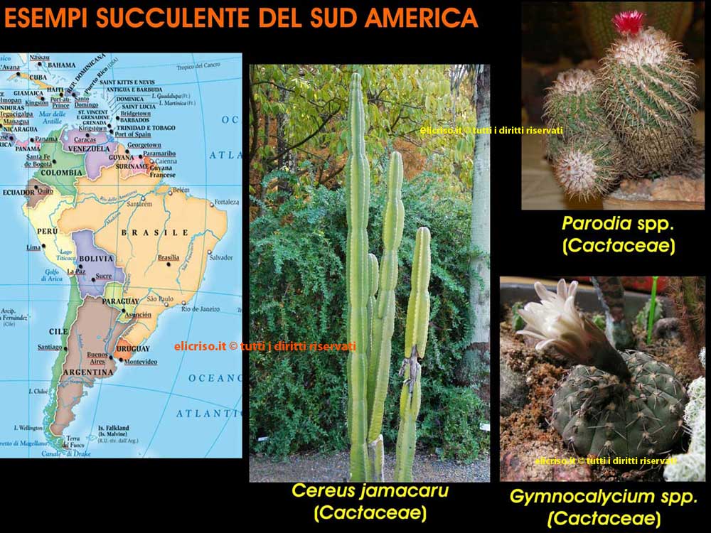 Piante grasse o succulente del sud America