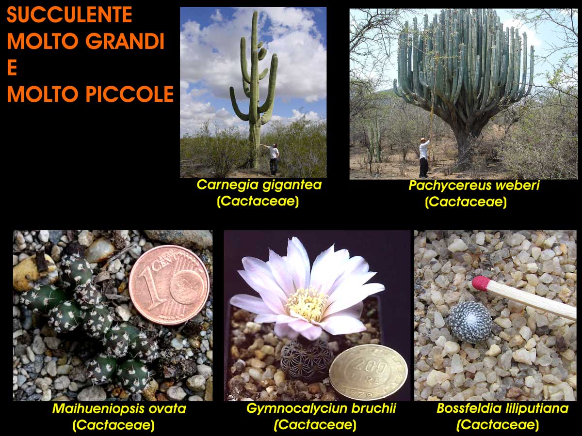 Piante grasse o cactus di diverse dimensioni