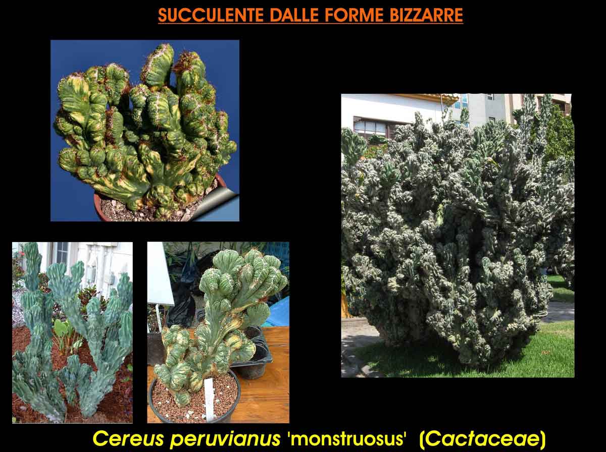 Piante grasse o cactus dalle forme strane