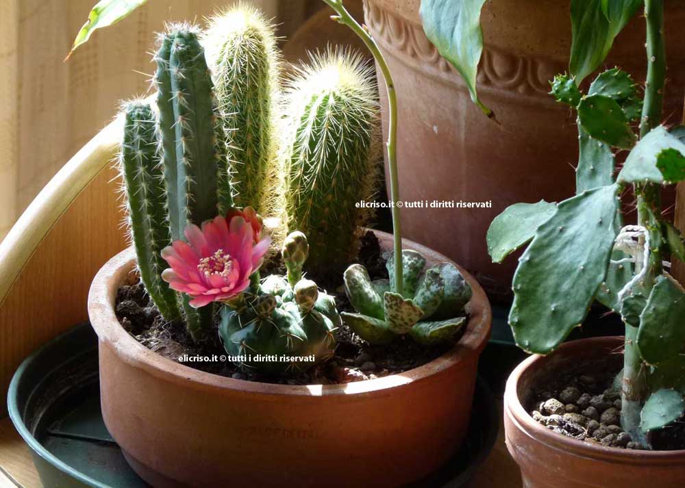 Piante grasse per conoscerle 