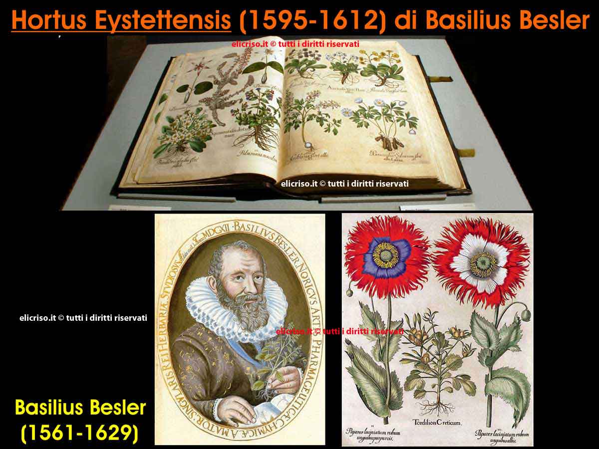 Hortus eystettensis di Basilius Besler