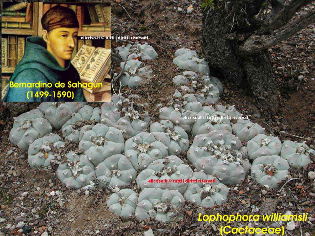 Lophophora williamsii