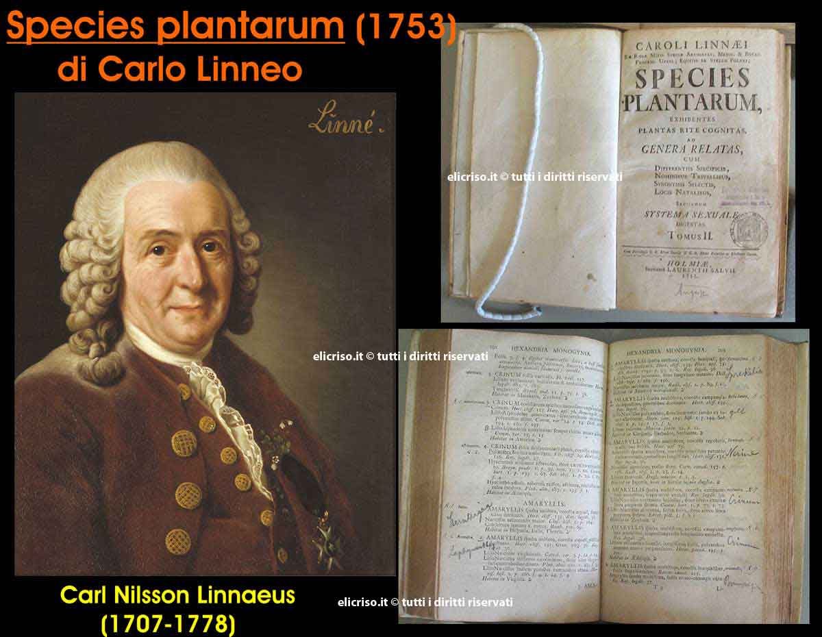 Species plantarum di Carlo Linneo