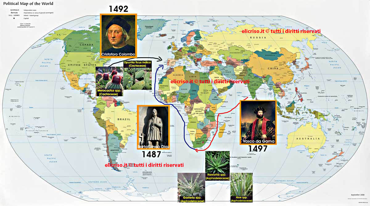 Lophophora williamsii