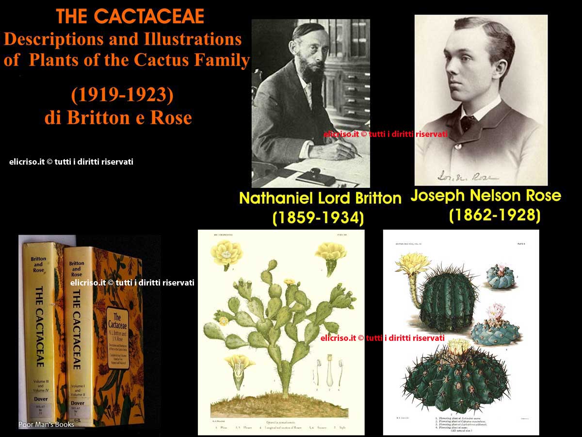 The Cactaceae di Britton e Rose nel 1919 e il 1923