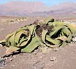 La Welwitschia mirabilis: l'ornitorinco delle piante 