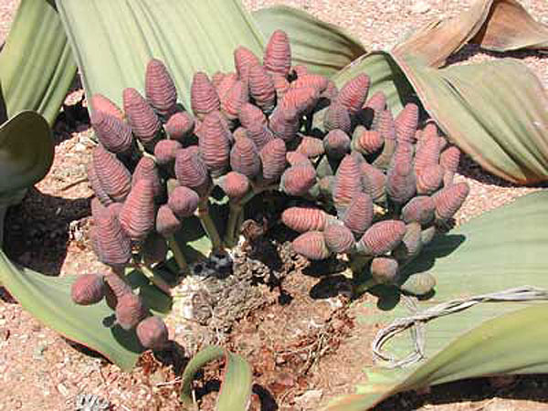Semi di Welwitschia mirabilis
