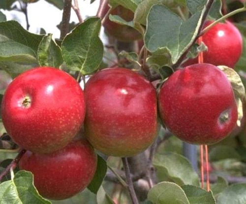 Aceto di mele