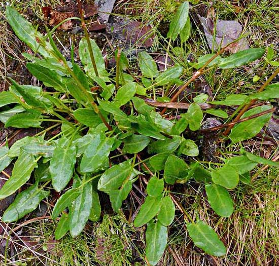 Acetosa proprietà 