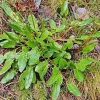 Piante medicinali:Acetosa