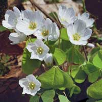 Piante medicinali: Acetosella