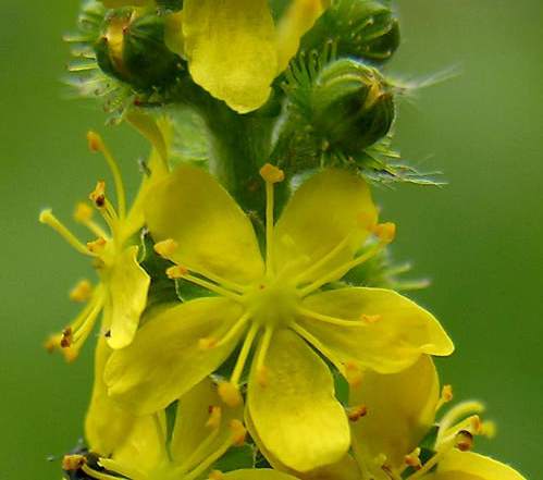 Agrimonia eupatoria