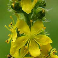 Piante medicinali: Agrimonia 