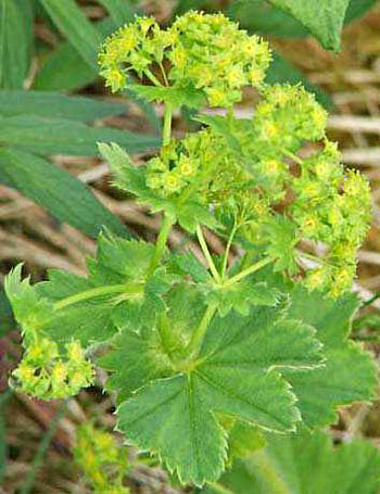 Alchemilla, proprietà, benefici e modalità d'uso