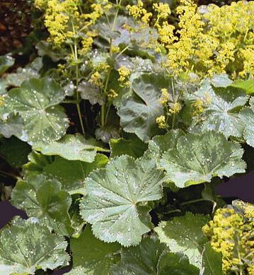 Alchemilla, proprietà, benefici e modalità d'uso