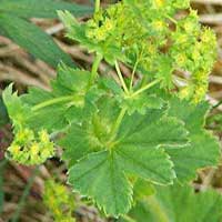 Piante medicinali: Alchemilla 